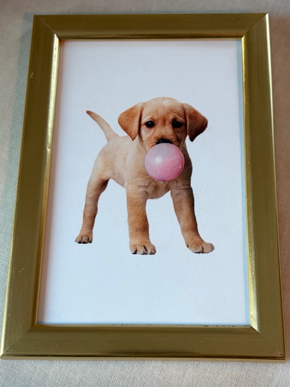 Lab Puppy with Bubble Gum 4.5" x 6.5" Framed Art Print